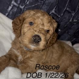 Goldendoodle Puppies from A&B Happybreeds