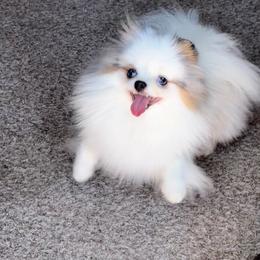 Ella - Pomeranian