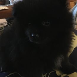 Pomeranian Puppies from Jonna's Poms