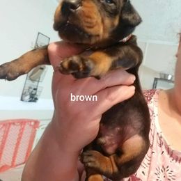 Brown - Black and rust male Doberman Pinscher puppy in Michie, Tennessee from JSG Dobermanns