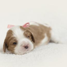 Brittany and Cavalier King Charles Spaniel Puppies from Katy Cavaliers & Barefoot Days Brittanys