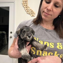 Boy 3 - Salt and pepper male Miniature Schnauzer puppy in Rome, Georgia from Lauren Ivascu