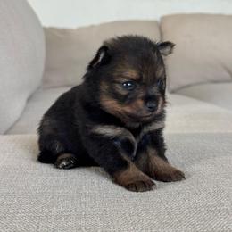 Girl 3 - Black and tan female Pomeranian puppy in Meridian, Idaho from Idaho_poms