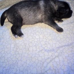 Flounder - Wolfgray and black male Keeshond puppy in Logan, Ohio from Hocking Hills Keeshonds