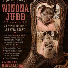 Winona Judd - Chocolate merle female Pomeranian puppy in Cropwell, Alabama from Poms On The Lake