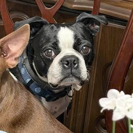 Boston Terriers from Barr’s Southern Boston’s