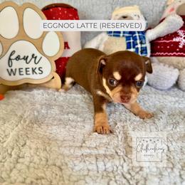 Eggnog Latte - Chocolate and tan female Chihuahua puppy in Woodstock, Georgia from iChihuahuas Kennel