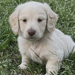 Boy 2 - Cream male Dachshund puppy in Sheridan, Arkansas from Farmhouse Dachshunds