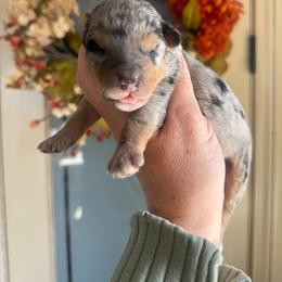 Sapphire 💙 - Blue merle female Aussiedoodle puppy in Granbury, Texas from Triple Cross Doodles