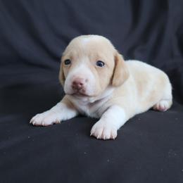 Rosie - Cream female Dachshund puppy in Fredericksburg, Ohio from William's Dachshunds
