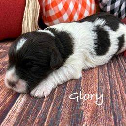 Glory - Parti female Miniature Schnauzer puppy in Sylvania, Georgia from Southern Sky Miniature Schnauzers