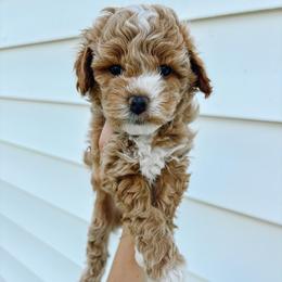 Patriot - male Cavapoochon puppy in Morris, Pennsylvania from Heartland Puppies