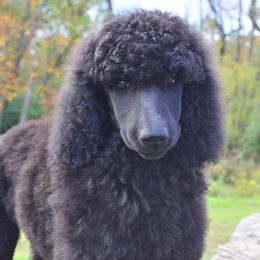 Poodle Puppies from D and D Standard Poodles