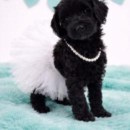 Teal - Black female Goldendoodle puppy in Byron, Georgia from Southern Olive Doodles 🫒