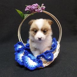 Pembroke Welsh Corgi Puppies from Foxfurewe Corgis
