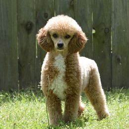 Skylar - Poodle