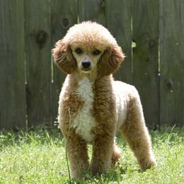 Skylar - Poodle