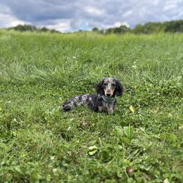 Nova - Dachshund