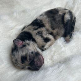 Prince - Blue merle male Pomeranian puppy in Hughes Springs, Texas from Hughes Springs Tx Poms