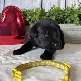 Yellow - Black female Labrador Retriever puppy in Newton Grove, North Carolina from Wayalife Labradors & Gsp’s