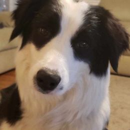 Frankie - Border Collie