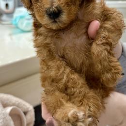 Poodle Puppies from Wanda Burton