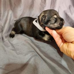 Gray Male - Salt and pepper male Miniature Schnauzer puppy in Lehi, Utah from KK Schnauzers