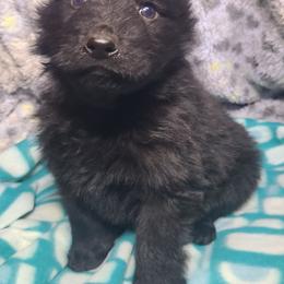 Orange Collar Male - Black male German Shepherd puppy in Cadet, Missouri from Working Valley Shepherds