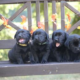 Labrador Retriever Puppies from Pure Joy Labradors