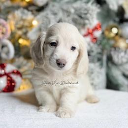 Dachshund Puppies from RRD