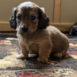 Shaded cream girl - Cream female Dachshund puppy in Defuniak Springs, Florida from Anastasia Knight's Cocker Spaniels