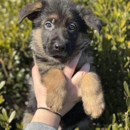 Comet - Black and red male German Shepherd puppy in Warwick, Rhode Island from Karma Kennels
