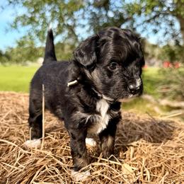 Grey collar toy - Black tri-color male Aussiedoodle puppy in 32046, Florida from River Hill Ranch