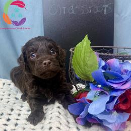 Grassroots - Chocolate male Labradoodle puppy in Bowman, Georgia from Companion Creek Farm