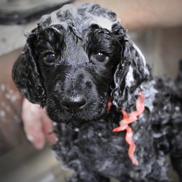 Poodle Puppies from Piccolo's Poodles