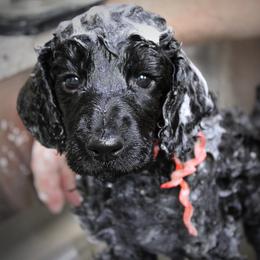 Poodle Puppies from Piccolo's Poodles