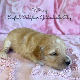 Whiskey English Teddybear - Apricot male Goldendoodle puppy in Grove, Oklahoma from Guinn Family Farms
