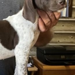 German Shorthaired Pointers from English Oaks