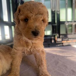 Clifford - Apricot male Poodle puppy in Chattanooga, Tennessee from SoftPaw Kennels