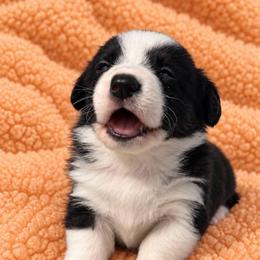 Pearl - Black and white female Cardigan Welsh Corgi puppy in Kerens, West Virginia from Leather & Lace