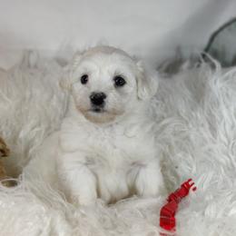 Bax - White male Coton de Tulear puppy in Westfield, North Carolina from Legacy Pets