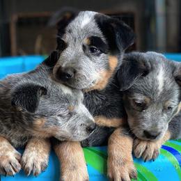 Australian Cattle Dog Puppies from Australian cattle dog company