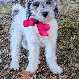 Double Doodle Puppies from Breedlove Mtn Doodles