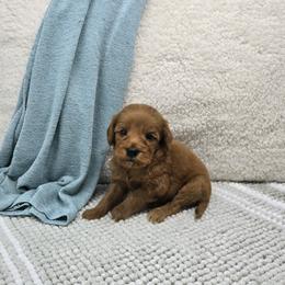 Cherry - Red  female Goldendoodle puppy in Floyd, Virginia from Hearts and Paws Poodles and Doodles