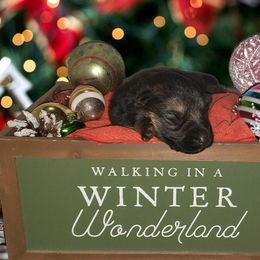 German Shepherd Puppies from Shepherd's Watch