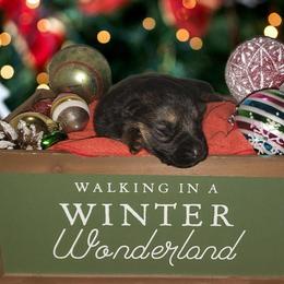 German Shepherd Puppies from Shepherd's Watch