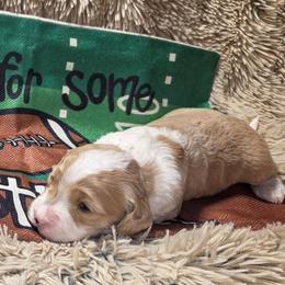 Marcie - Apricot female Aussiedoodle puppy in Cumberland, Rhode Island from W Doodle Crew