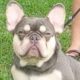 French Bulldogs from Solovi3ez Frenchiez