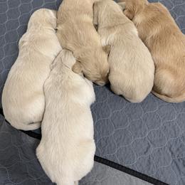 Bubbles - Light golden female Golden Retriever puppy in Lebec, California from Socalretrievers