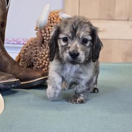 Boy 4 - Brindle male Dachshund puppy in Cedar City, Utah from Country Doxies